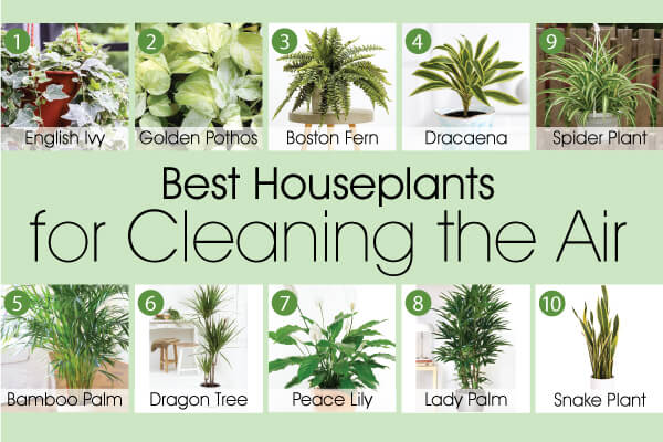 Best plants for cleaning the air
